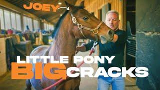 Little Pony BIG CRACKS ~ Rescue Horse "Joey" Gets Chiropractic Adjustment!