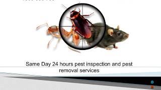 Pest Control Brisbane