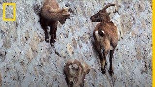 Estas CABRAS son capaces de andar por una pared VERTICAL ¿Por qué? | National Geographic en Español