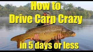 How to drive carp crazy in 5 days or less: chum effectively for catching carp