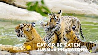 Eat Or Be Eaten: Jungle Predators  Smithsonian Channel