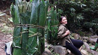 Jungle life, survival in the wild: Journey to collect forest leaves to sell and exchange for money