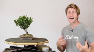 Sekka Hinoki from Simple Material | Bonsai-U