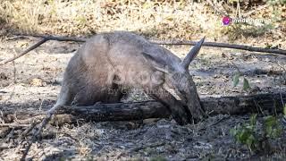 10 Aardvark Facts You Didn't Know