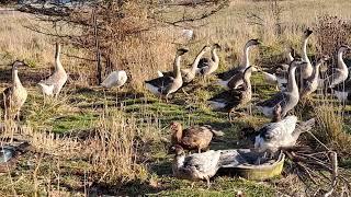 [김치맨] 거위농장 Poultry Farm in York, ON