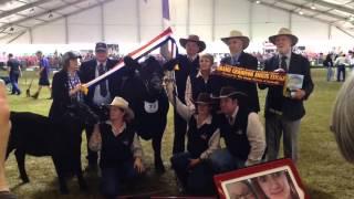 Grand Champion Angus Female