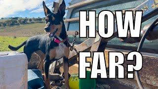 My Sheep Dog Runs HOW FAR a Day!? Australian Sheep Farm Vlog