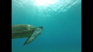 Things to Do in Maui - Diving in Turtle Town