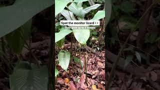 Monitor lizard sighting in Singapore Botanic Gardens.  Vlog link in comments #shorts