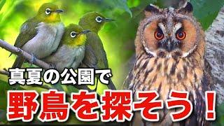 自然の奇跡！トラフズクと小鳥たちが織りなす野鳥の物語～