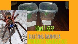 How I keep my Blue fang tarantula Ephebopus Cyanognathus