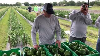 Lamar Jahna / Pepper Product Specialist with Enza Zaden Seeds Explains Varieties