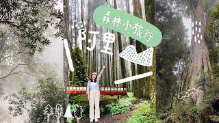 張芷魚Serena【森林小旅行】阿里山遊!