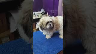 Simba checked in for grooming ️ at passion pets k.salai madurai 9360428773