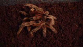 Grammostola Rosea 'Red morph' Mating