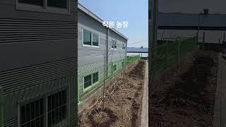 주말 농장 #김일교수 #자연의힘 #생각명료화전문가김일교수 #nature #인생은행복해 #주말농장 #텃밭가꾸기