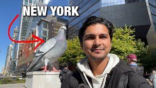 NYC LIVE Giant Pigeons Sculpture on Highline Park at Hudson Yards Manhattan (October 17, 2024)