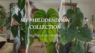 My Philodendron Collection 