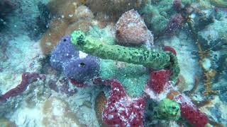 Coral Collecting In The Fl, Keys - RICORDEA, GORGS, SPONGE, St. THOMAS