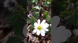 Stunning White Anemone flower in bloom!!! #Anemone #bloom #spring #garden #gardentour