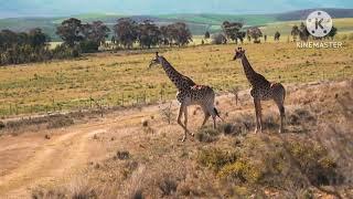 Giraffe (Animal), Animal (Film Genre), freeschool, Children's Television Series (TV