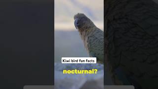 Kiwi bird facts you didn't know #animals #shorts