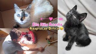 Adotei outro gato e agora?? Adaptação Difícil