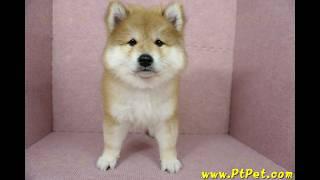 11/16 赤色長毛柴犬 shiba -公幼犬-日新犬舍