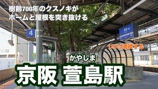 【京阪】萱島駅　120％満喫する　樹齢700年のクスノキがホームと屋根を突き抜ける