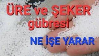 ÜRE ve ŞEKER gübresi hangi bitkilere kullanılır. #üregübresi #tropikaltopraktv #şekergübresi