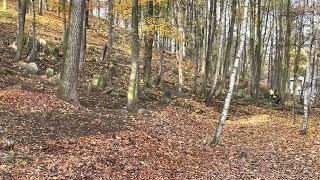 Bedzin `Jewish cemetery Podzamcze Street - after clean up on November 1, 2022