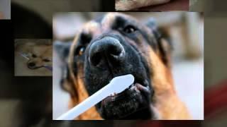 Dog Toothbrush Review Guides You To Brush Dogs Teeth Better