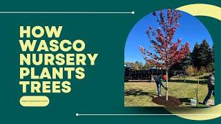 How We Plant Trees (Wasco Nursery)