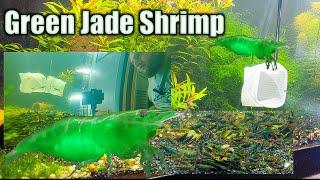 The Hardest Neocaridina Shrimp - Green Jade Shrimp