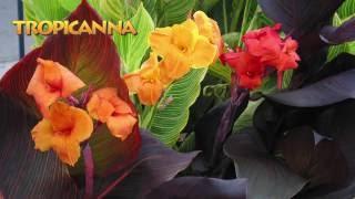 Landscaping Ideas with Tropicanna® cannas