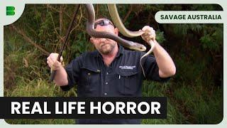 Australia’s Venomous Animals! - Savage Australia - Documentary