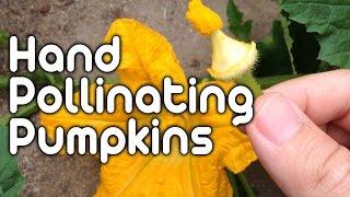 Hand Pollinating Pumpkins!