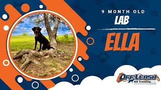 Lab Training Roanoke | Roanoke Dog Training Video
