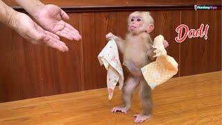 Baby monkey Kyo confused when spilling milk, unexpected way to handle It!