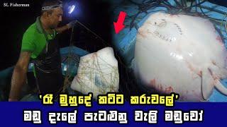 The Amazing Stingray Fish Catch | Sri Lankan Fishing