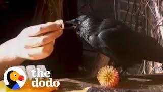 Wild Crow Becomes Best Friends With This Family  | The Dodo Wild Hearts