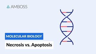 Necrosis vs. Apoptosis: Cell Death