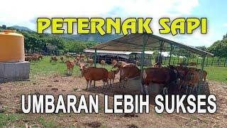 Begini Rahasia Sukses Ternak Sapi bali Sistem Umbaran | Sapi bali  | Fitrajaya