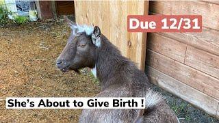 How We Prep Our Pregnant Goats for Kidding