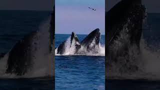 Whale Hunts Fish in Slow Motion #shorts #viral #trending #whale #hunt