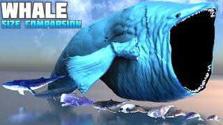 WHALE size comparison | Blue Whale | Beluga Whale | Bloop 