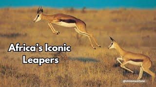 Springbok | Africa's Iconic Leapers | Animal Facts | Untamed Zone