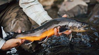 Top 3 Flies for Arctic Char...trout LOVE them, too!