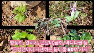 금성쟁이에 자생하는 봄나물 60여가지를 소개합니다~