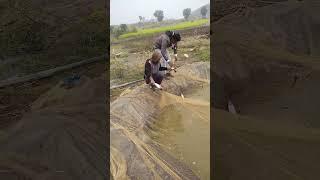 भंडारण तालाब से जीवित मछली संग्रह ! live fish harvesting!